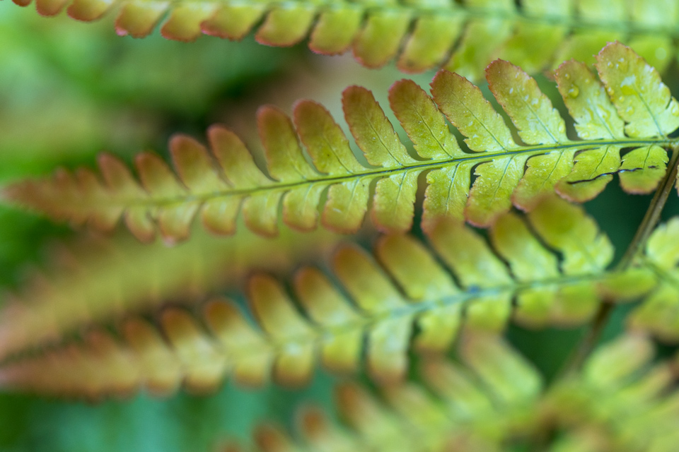 Fern in Autumn in Highlands, North Carolina