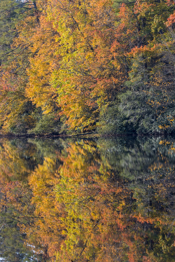 Lake Trees in Highlands, North Carolina