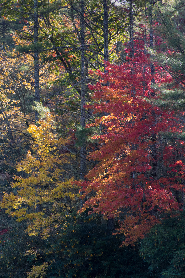 Colorful Trees in Highlands, North Carolina