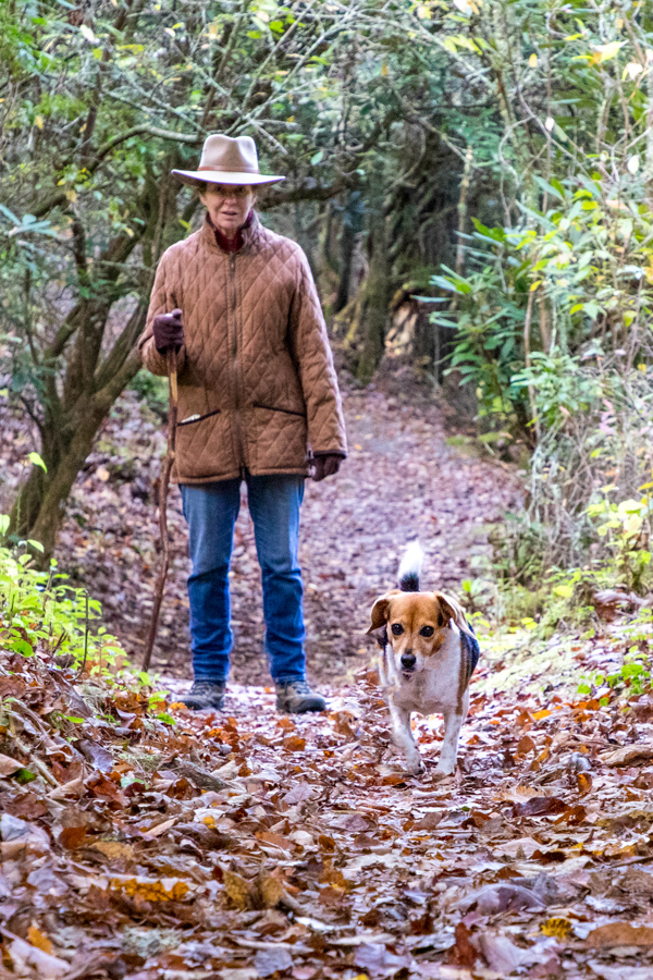 Loose Beagle!! in Highlands, North Carolina