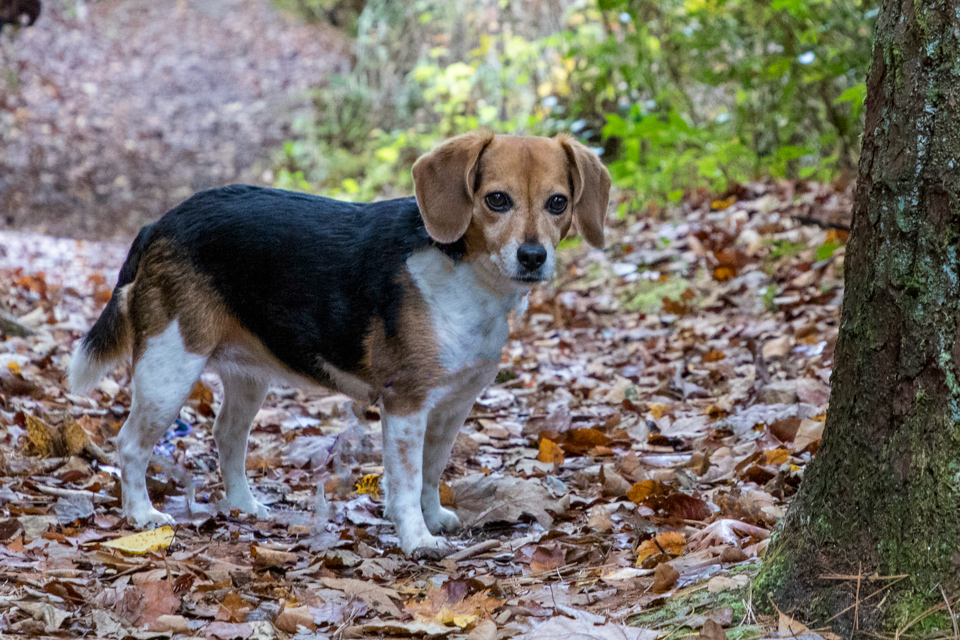 On the Trail in Highlands, North Carolina