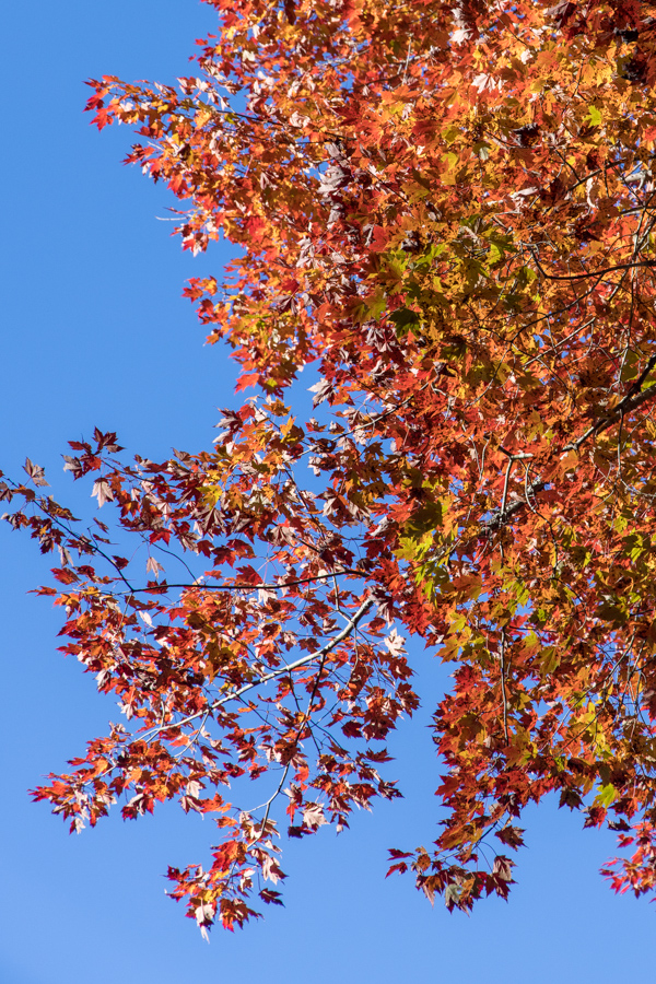 Against the Sky in Highlands, North Carolina