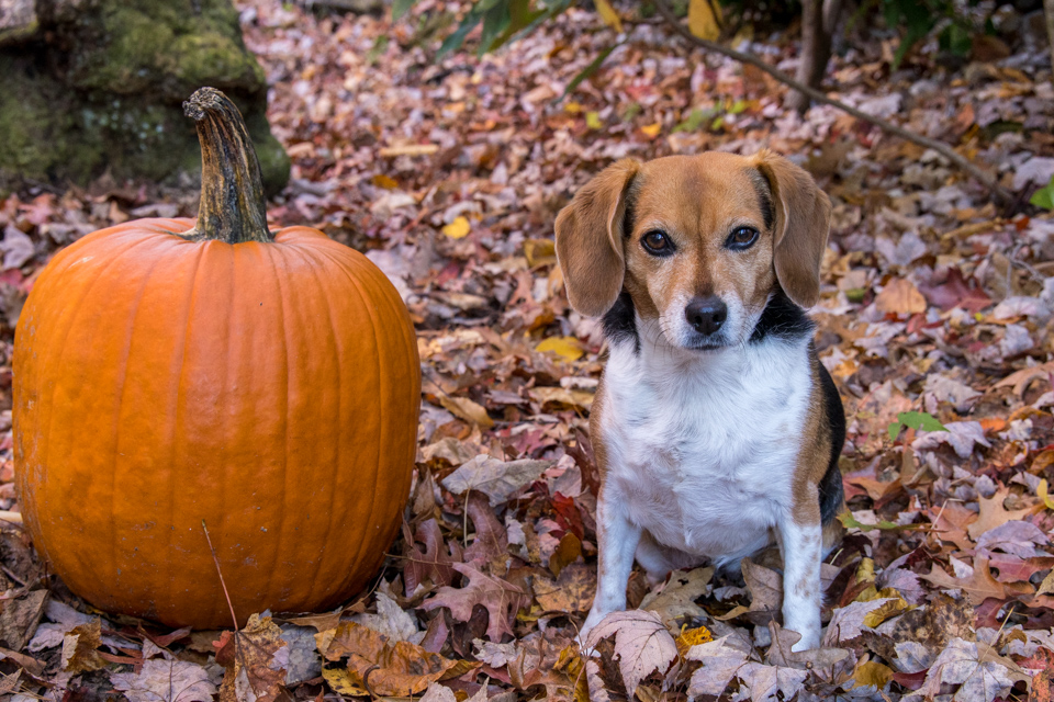 Two Pumpkins in Highlands, North Carolina