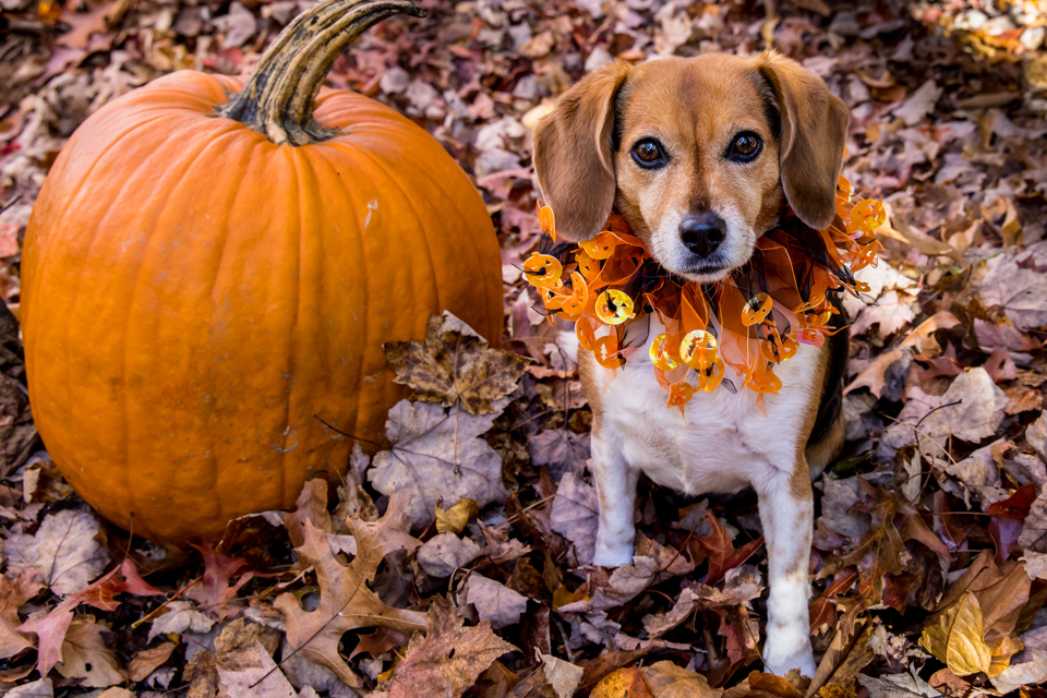 Fall Collar in Highlands, North Carolina