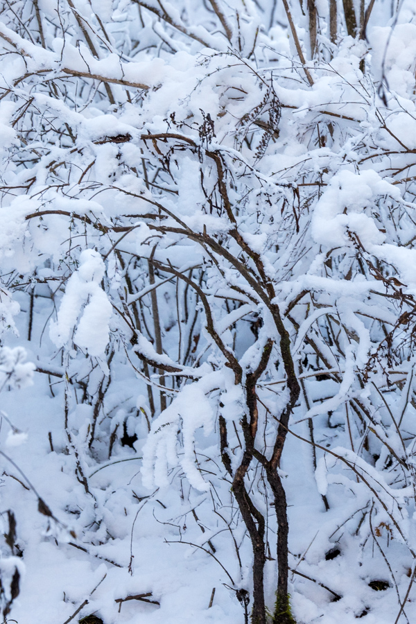Snow Branches in Highlands, North Carolina