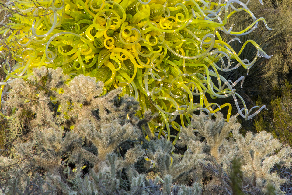 Cholla Glass in Phoenix, Arizona