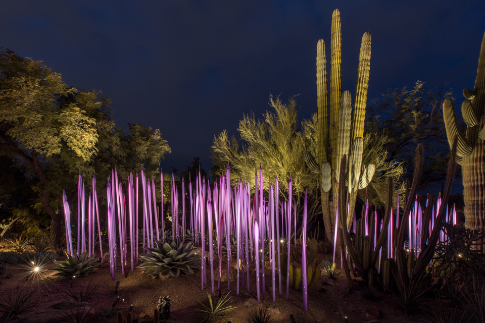Purple Highlights in Phoenix, Arizona