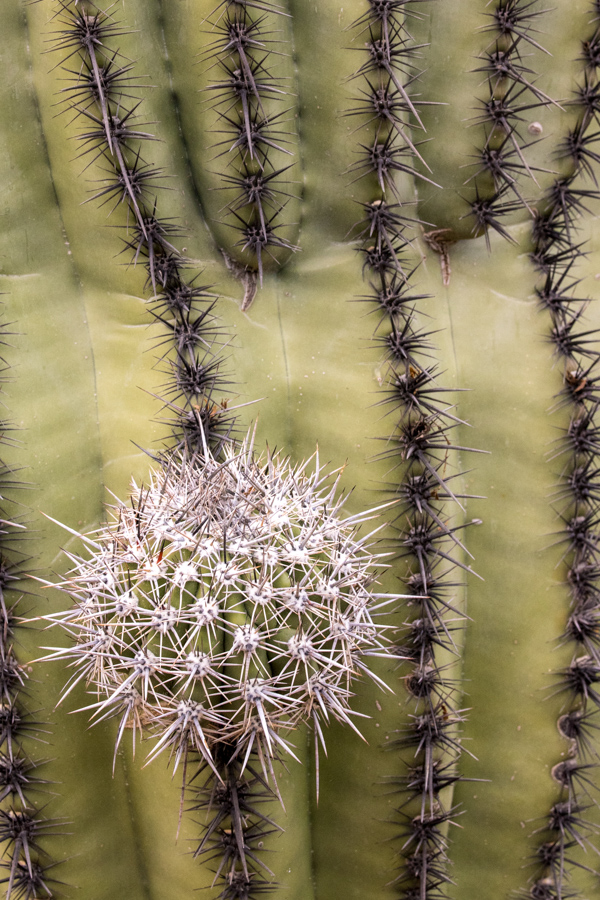 Snowball in Paradise Valley, Arizona