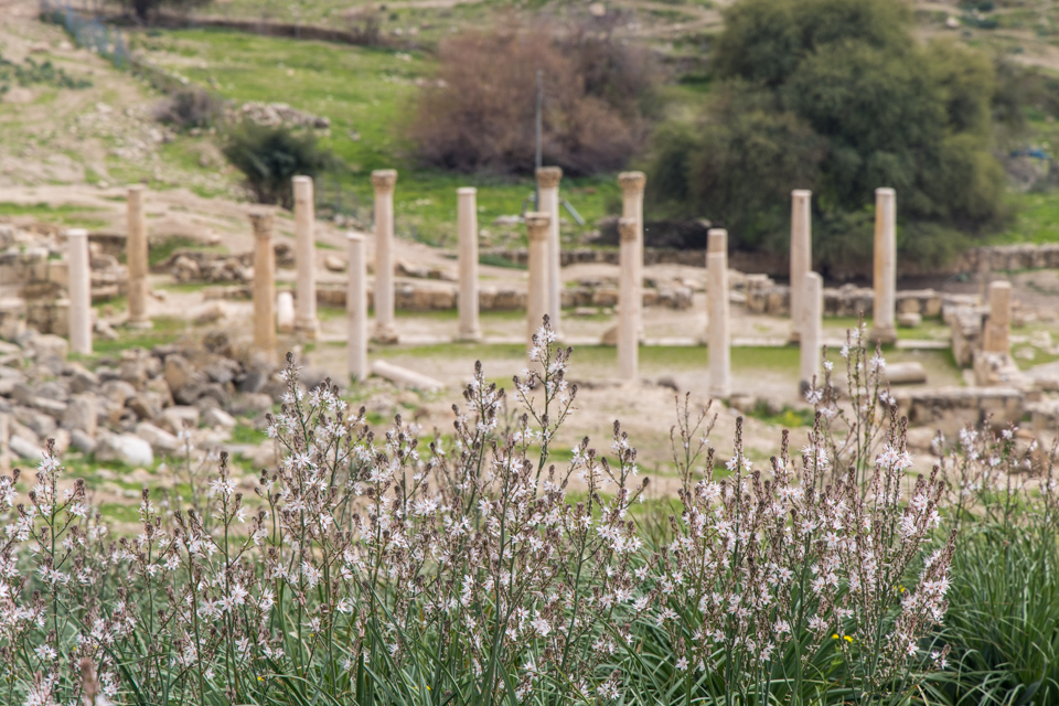 Wildflowers in Pella, Jordan