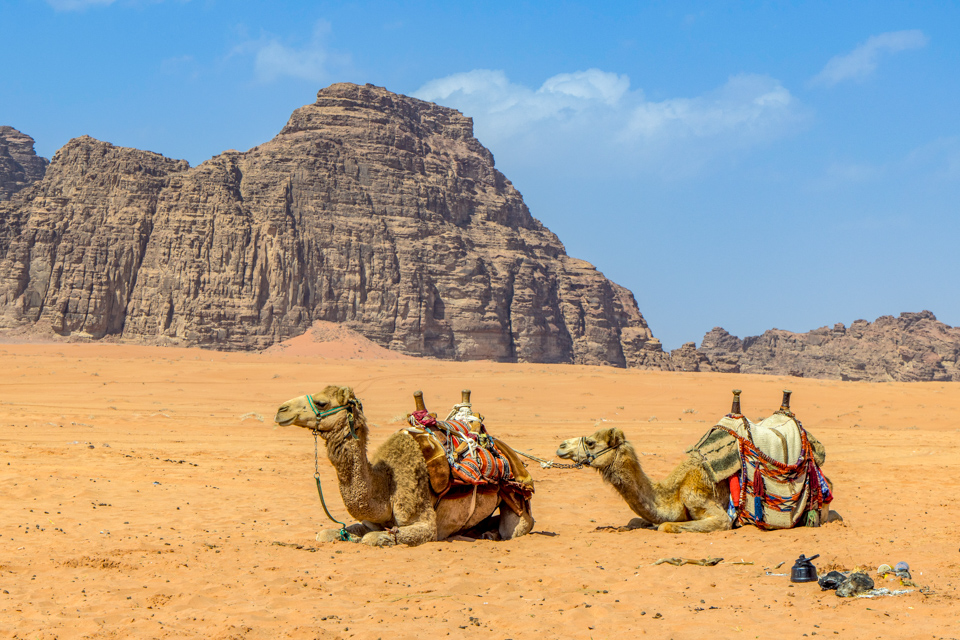 Two Camels  in Wadi Rum, Jordan