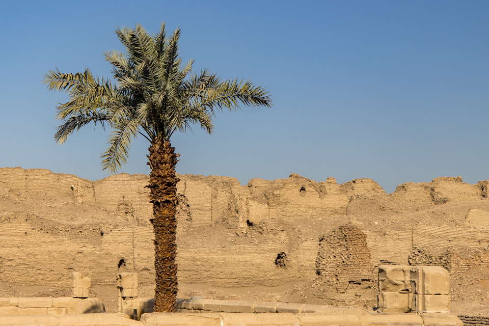 Palm in Dendera, Egypt