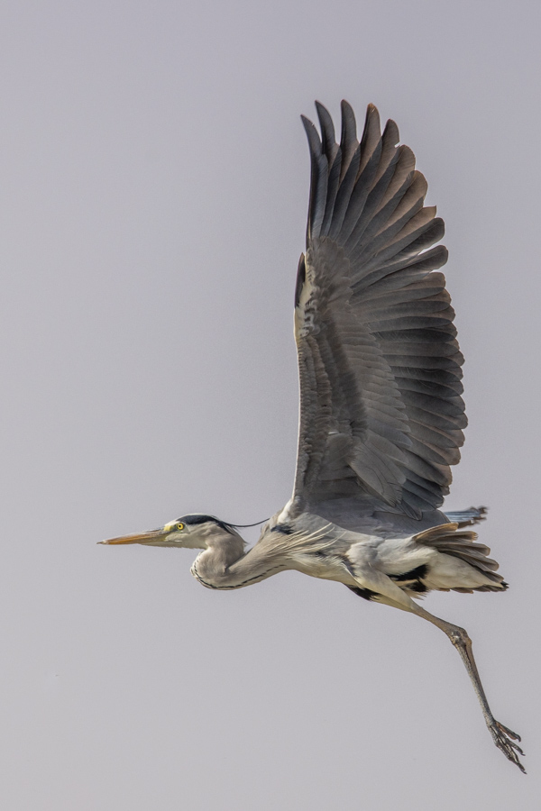 Blue Heron in Aswan, Egypt