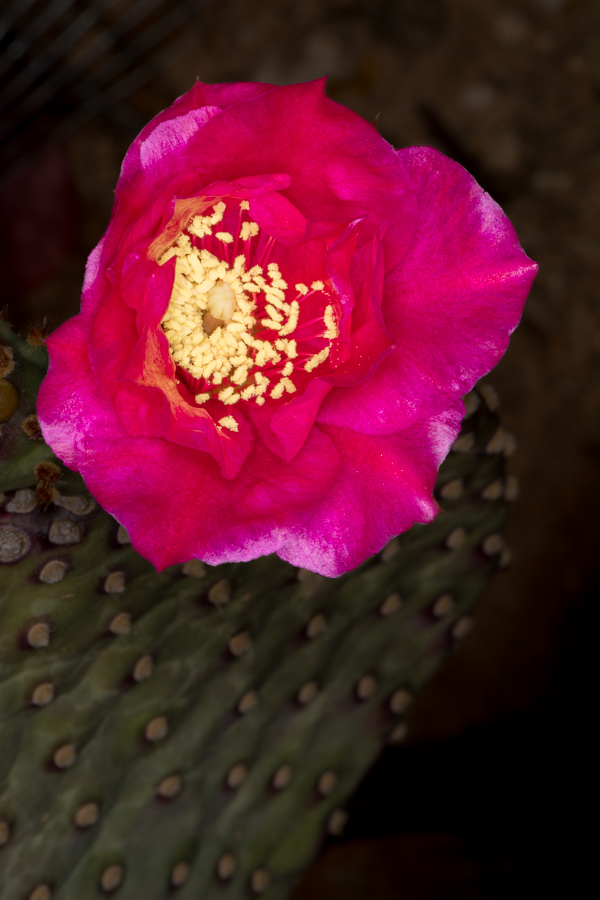 Beavertail Beauty in Paradise Valley, Arizona