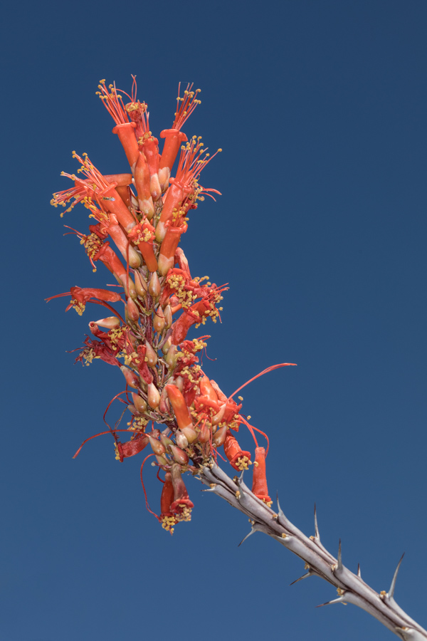 Ocotillo Red in Paradise Valley, Arizona