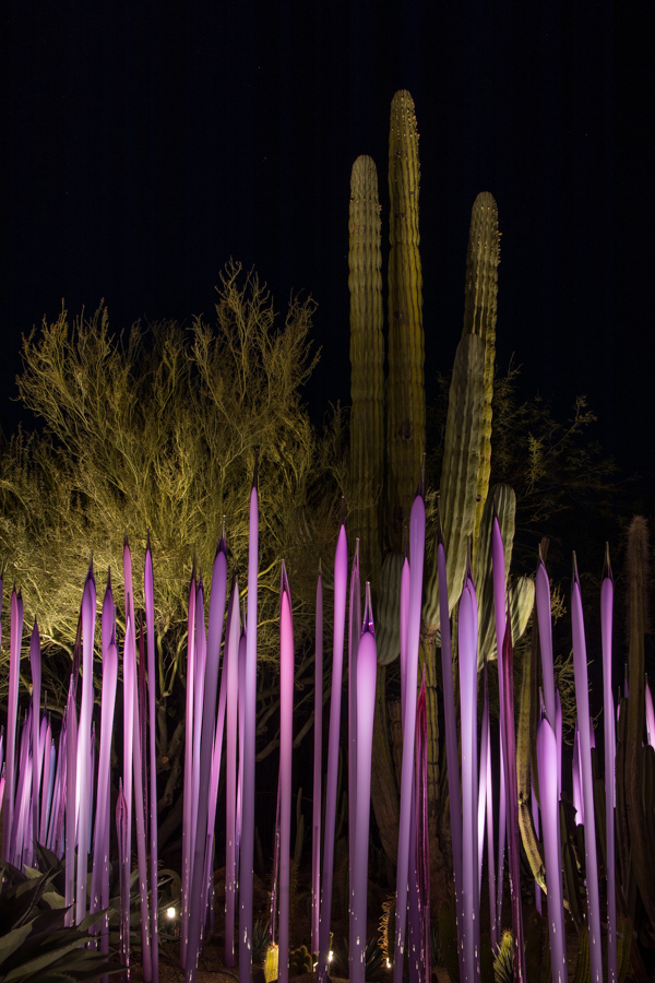 Purple Arms in Phoenix, Arizona