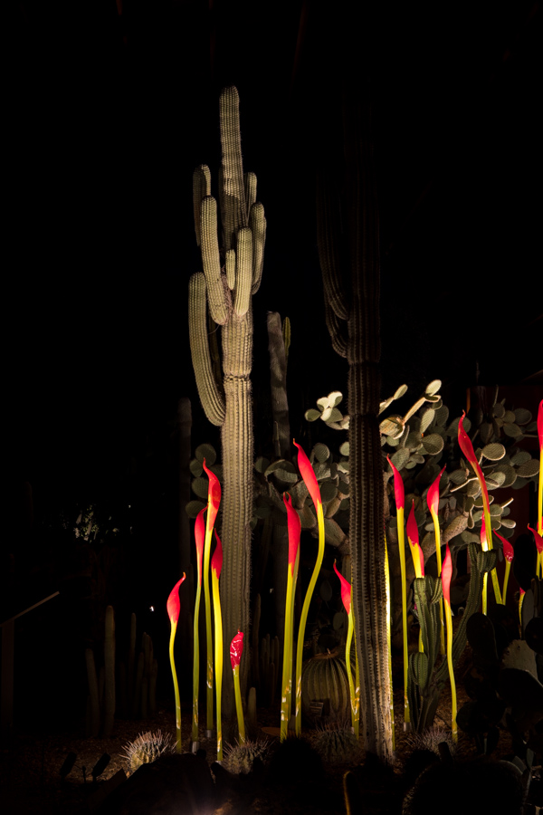 Saguaro in Flames in Phoenix, Arizona