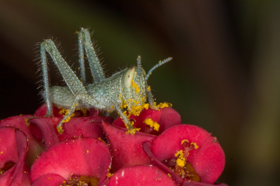 L:ittle Grasshopper in Paradise Valley, Arizona