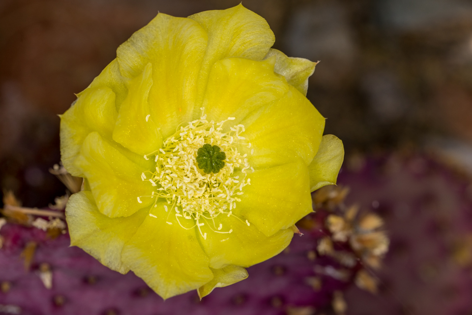 Yellow on Purple in Paradise Valley, Arizona