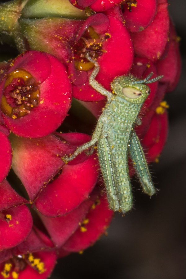 Tiny Grasshopper in Paradise Valley, Arizona