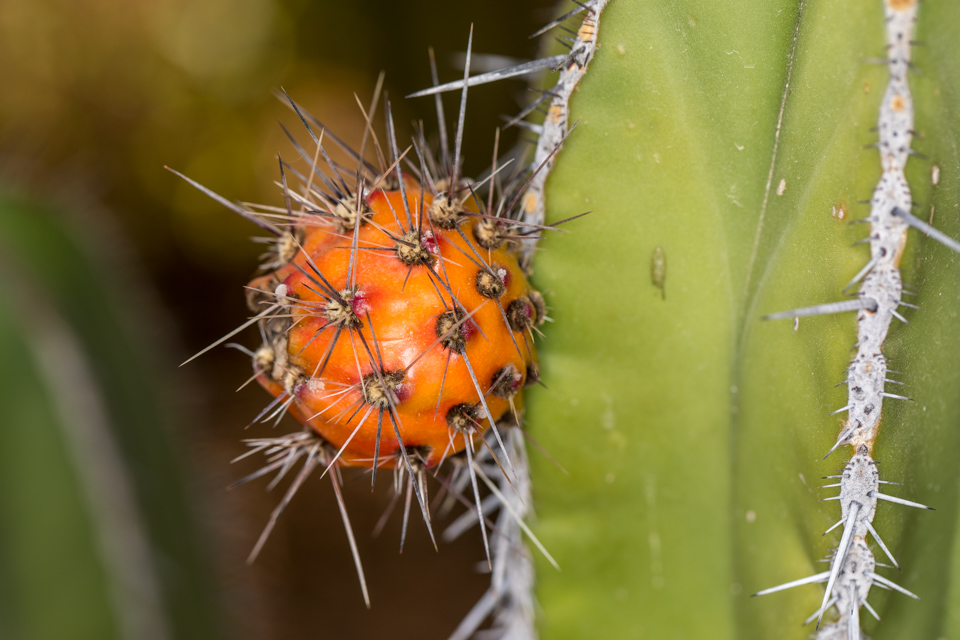 Cactus Fruit in Paradise Valley, Arizona