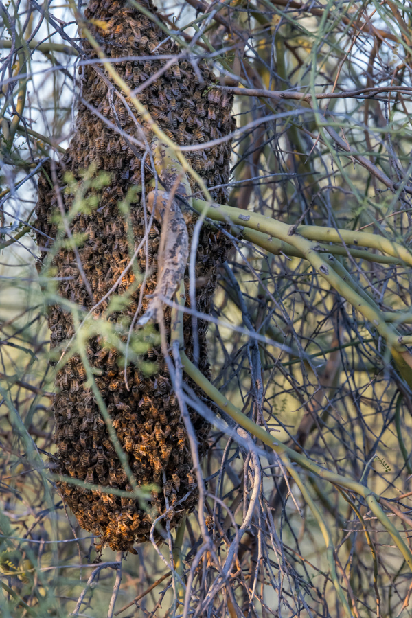 Yikes, Bees!! in Paradise Valley, Arizona