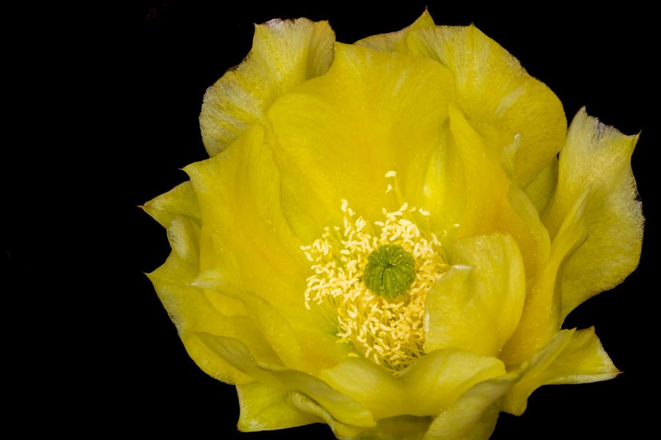 Bright Yellow in Paradise Valley, Arizona