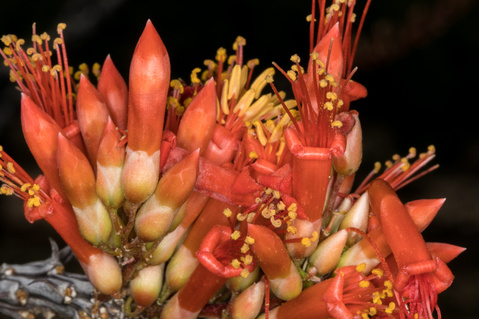 Red Bunch in Paradise Valley, Arizona