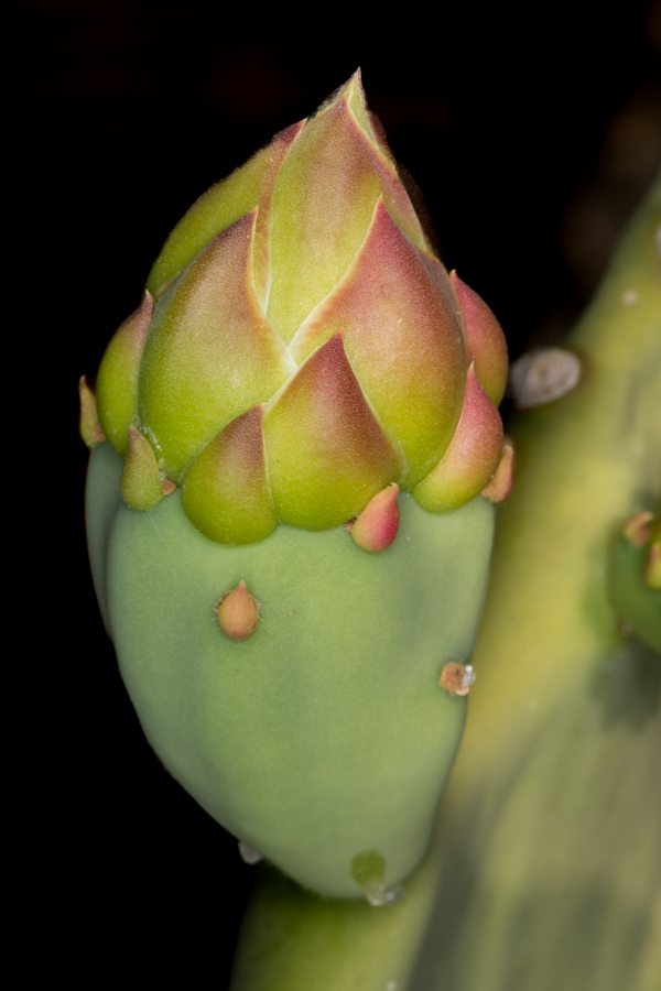 Cactus Bud in Paradise Valley, Arizona