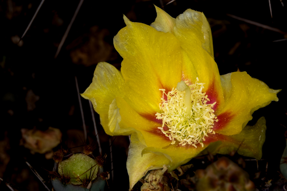 Red and Yellow in Paradise Valley, Arizona