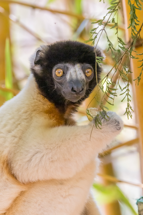 Crowned Sifaka in Lemur Park, Madagascar