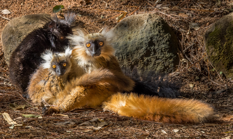 Furry Family in Lemur Park, Madagascar