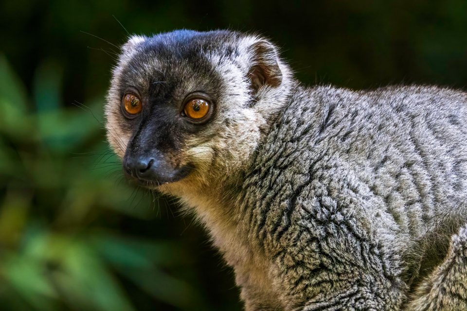 Common Brown in Lemur Park, Madagascar