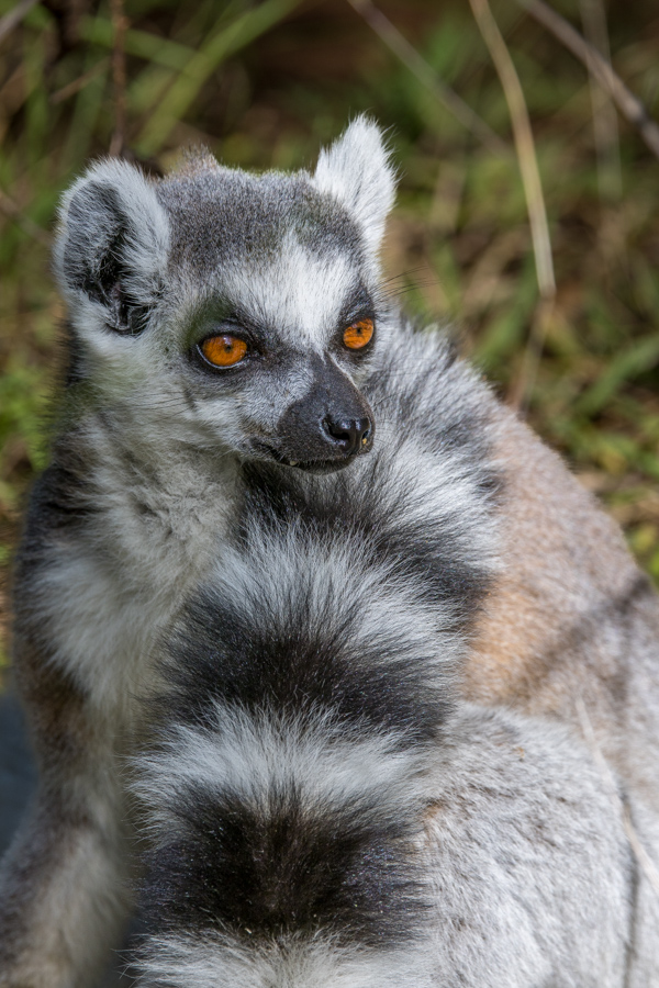 Fashionnista  in Lemur Park, Madagascar