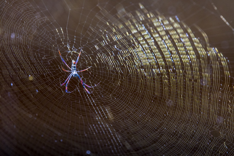 Big Spider in Lemur Park, Madagascar