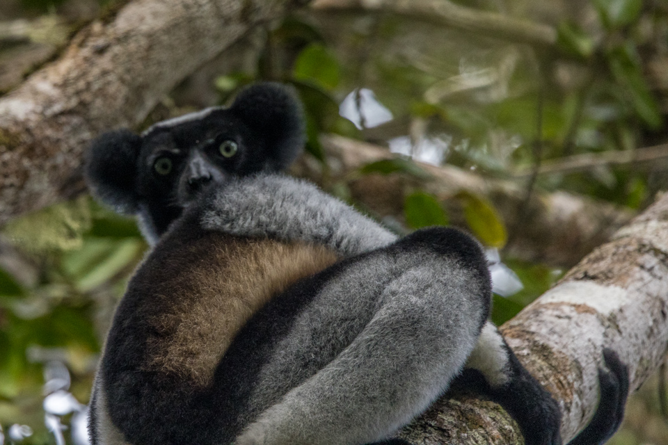 Big Lemur in Mantadia Park, Madagascar