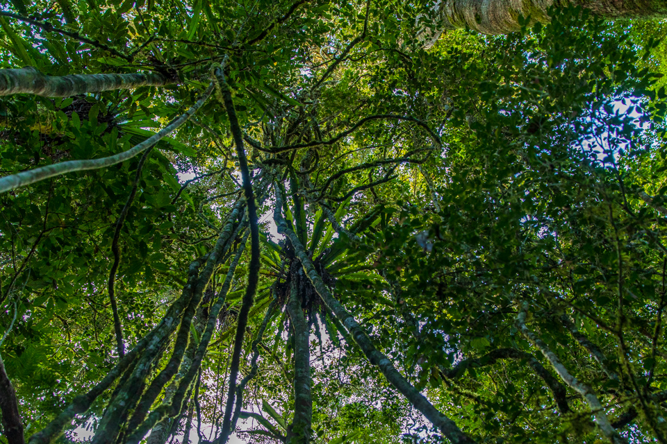 Primary Forest in Mantadia Park, Madagascar