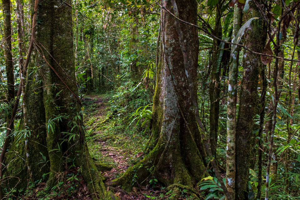Forest Path in Mantadia Park, Madagascar