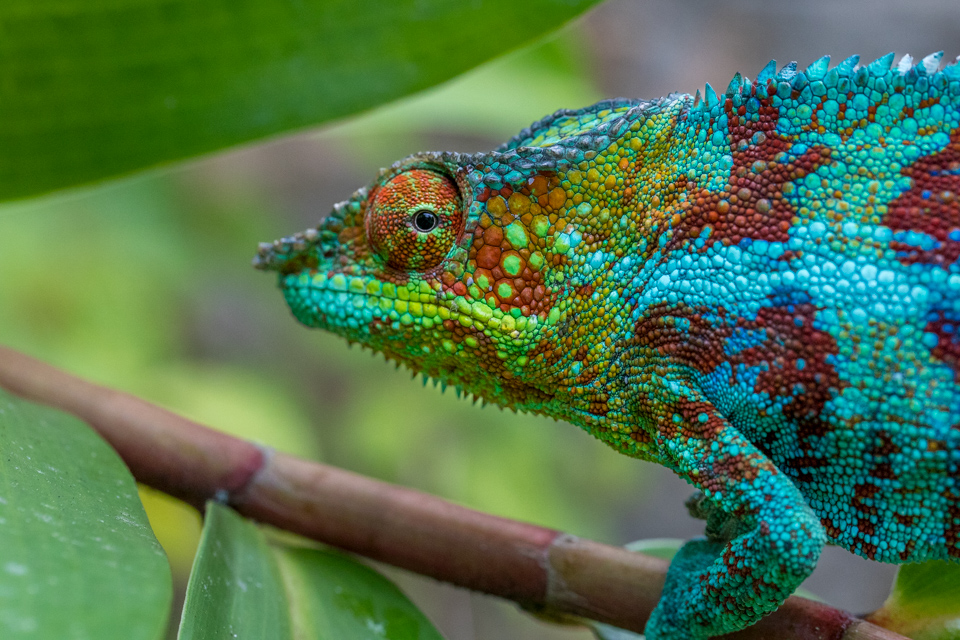 Colorful Reptile in Reptile Park, Madagascar