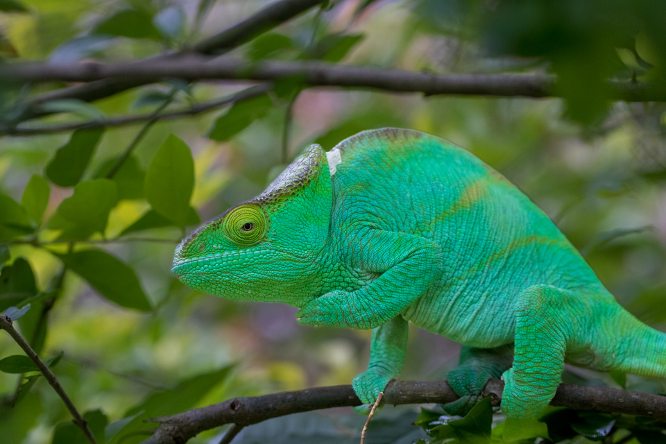 Green Monster in Reptile Park, Madagascar