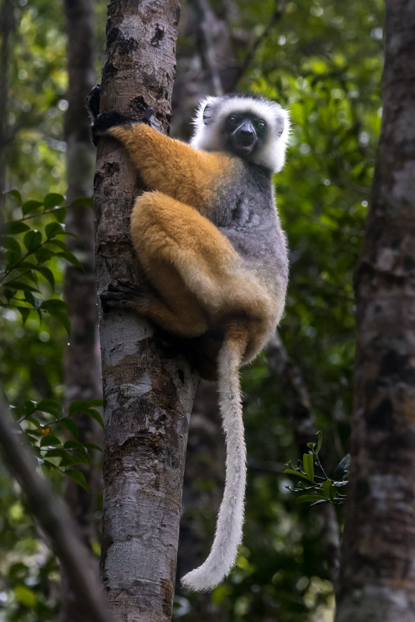 Hanging On in Reptile Park, Madagascar