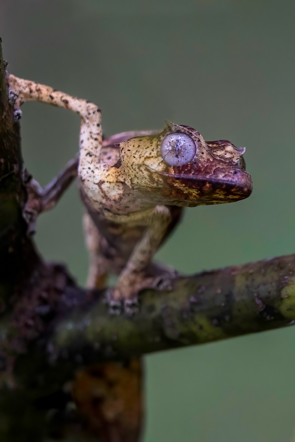 Little Gecko in Reptile Park, Madagascar