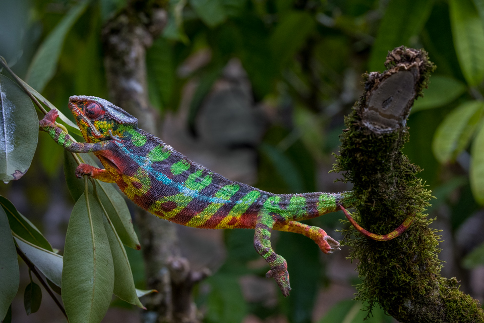Tree Traveling in Reptile Park, Madagascar