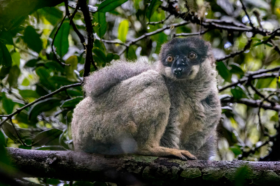 Wet Lemur in Analamazaotra Special Reserve, Madagascar