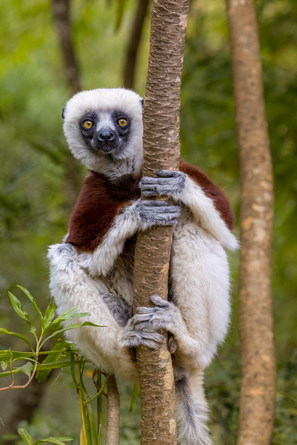 Hanging On Upright in Lemur Park, Madagascar