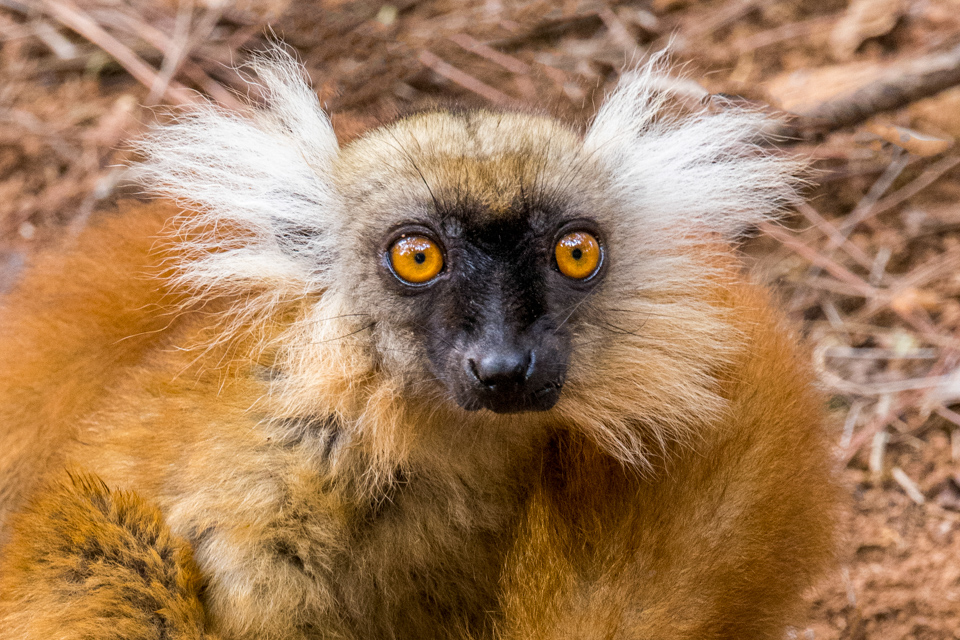 Angry Lemur in Lemur Park, Madagascar