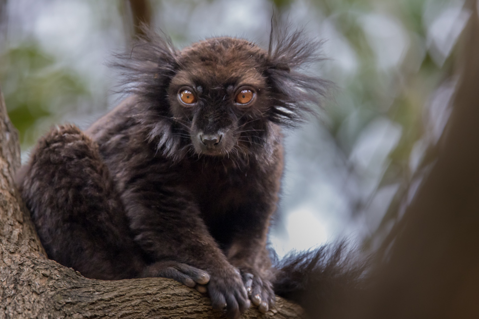 Scruffy in Lemur Park, Madagascar
