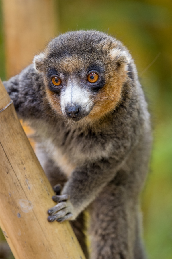 Mongoose Lemur in Lemur Park, Madagascar