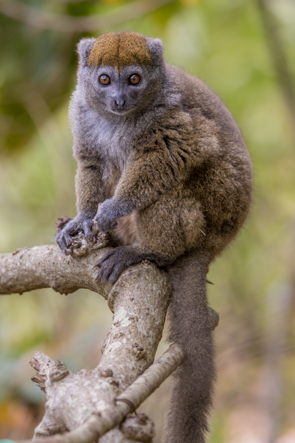 Teddy Bear Lemur in Lemur Park, Madagascar