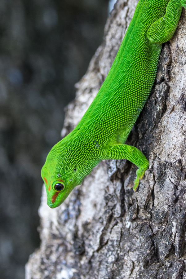 Giant Green Day Gecko in Amber Mountain, Madagascar