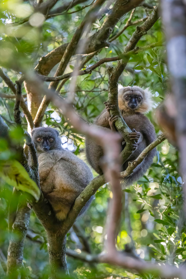 Lemur Couple in Amber Mountain, Madagascar